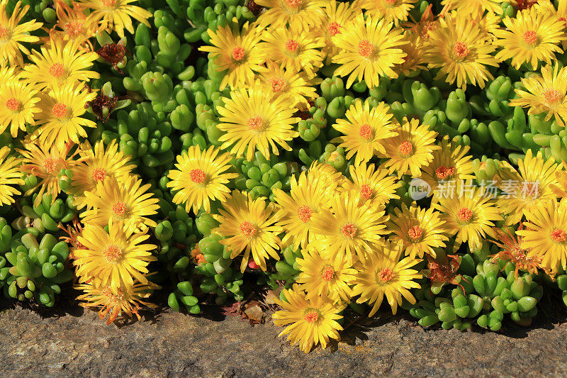 莱索托冰草(Delosperma nubigenum)